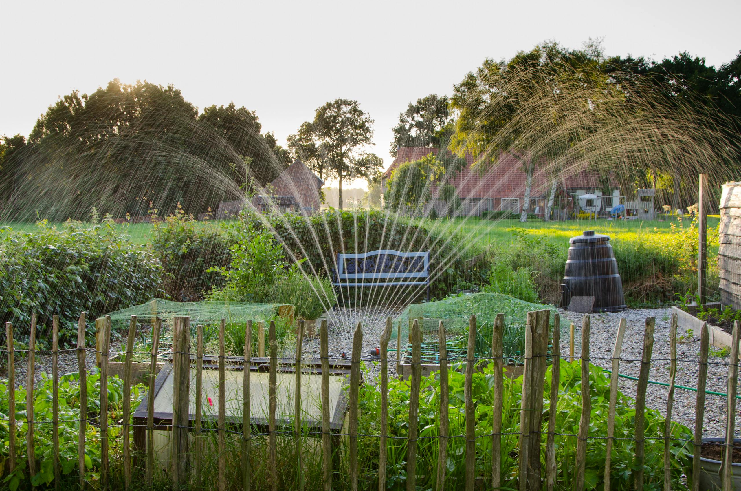 A peaceful garden scene with crops being irrigated by a sprinkler system during daylight.